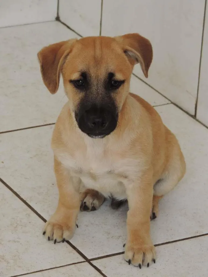 Cachorro ra a SRD idade 2 a 6 meses nome Filhotes