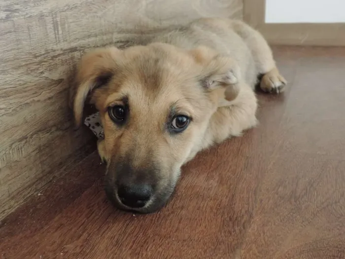 Cachorro ra a SRD idade 2 a 6 meses nome Filhotes