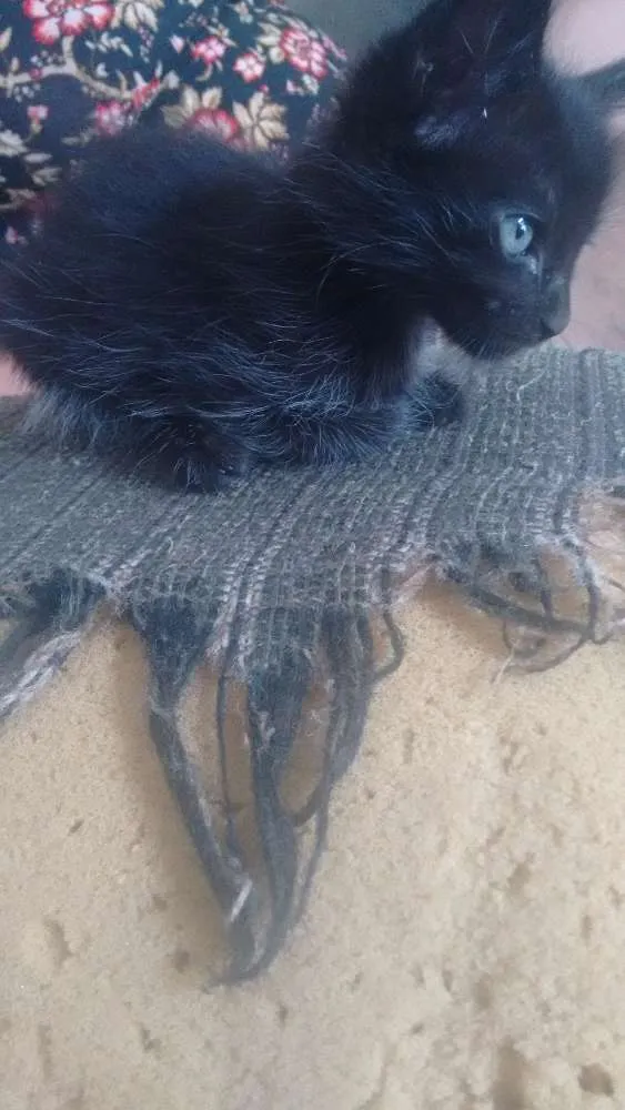Gato raça ciames idade Abaixo de 2 meses nome ainda estão sem nome
