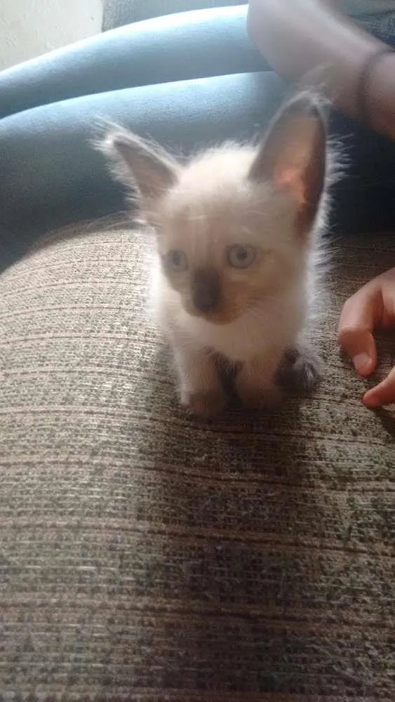 Gato raça ciames idade Abaixo de 2 meses nome ainda estão sem nome