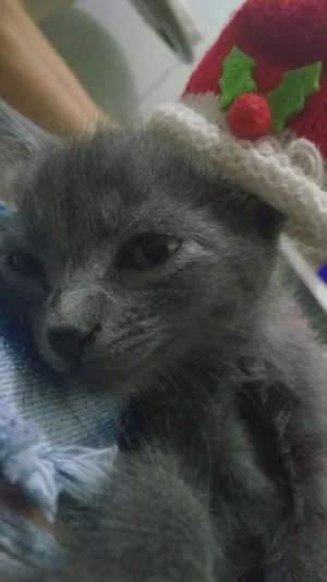 Gato raça  idade Abaixo de 2 meses nome Princesa 
