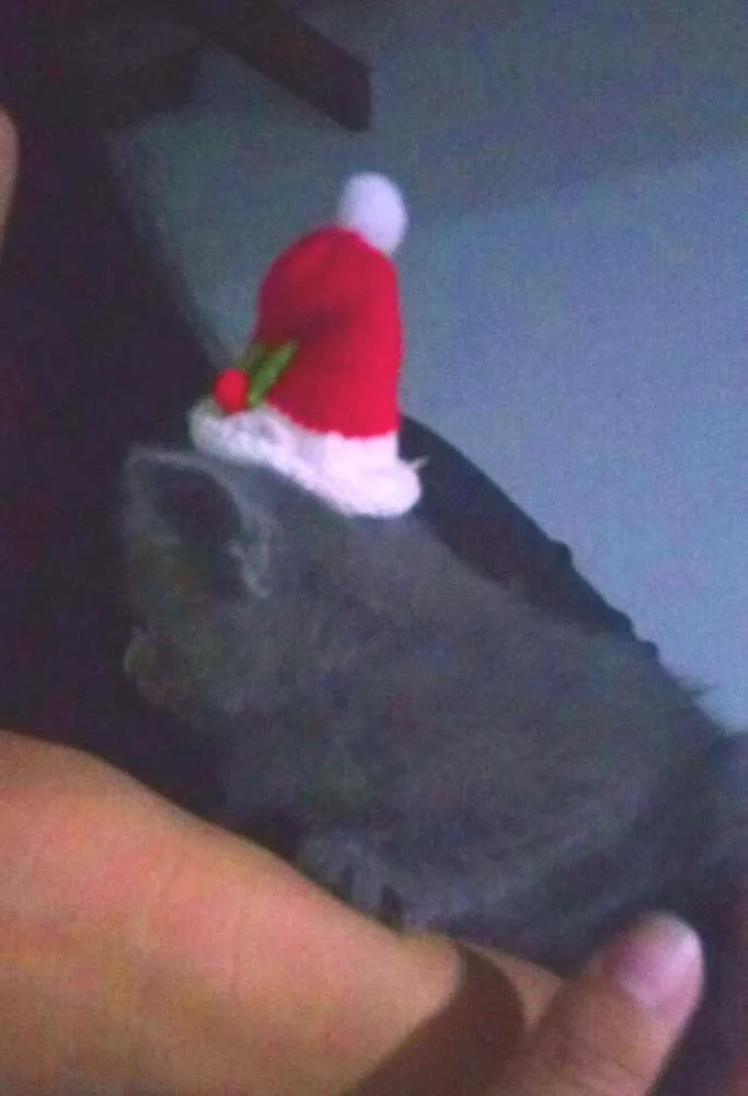 Gato ra a  idade Abaixo de 2 meses nome Princesa 