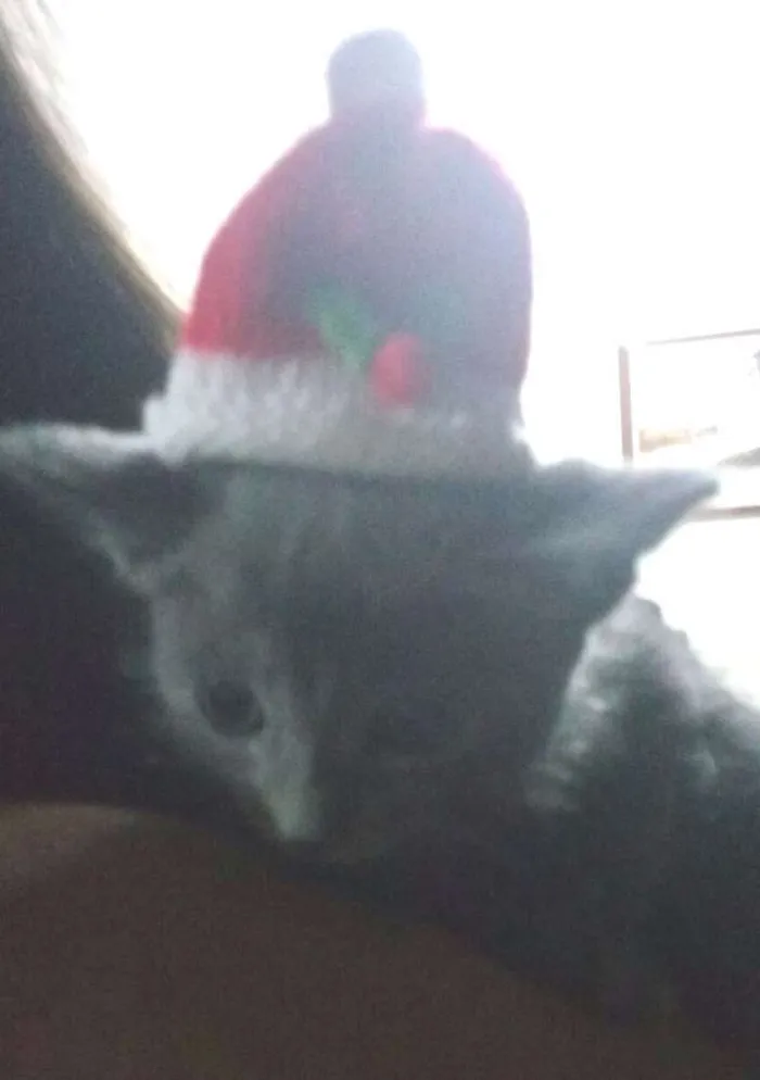 Gato ra a  idade Abaixo de 2 meses nome Princesa 