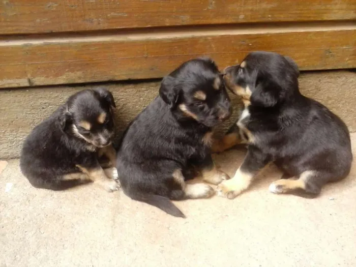 Cachorro ra a Sem raça definida idade Abaixo de 2 meses nome Sem nome