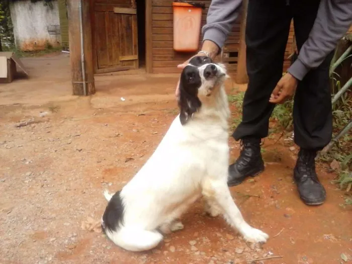 Cachorro ra a Sem raça definida idade Abaixo de 2 meses nome Sem nome