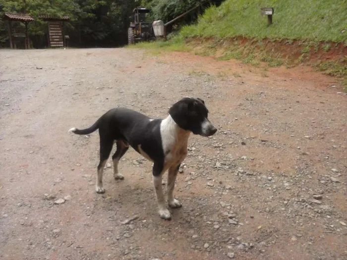 Cachorro ra a Sem raça definida idade 7 a 11 meses nome Sem nome