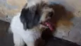 Hatchi