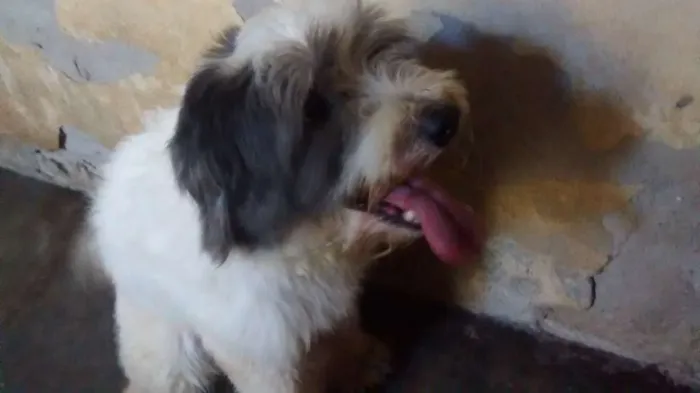Cachorro raça Poodle idade 3 anos nome Hatchi