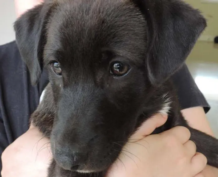 Cachorro ra a SRD idade 2 a 6 meses nome Filhotes
