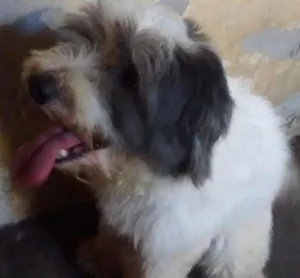 Cachorro raça Poodle idade 3 anos nome Hatchi