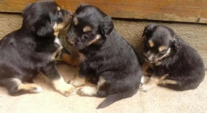Cachorro ra a Sem raça definida idade Abaixo de 2 meses nome Sem nome