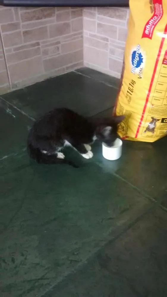 Gato ra a Srd idade Abaixo de 2 meses nome Não possui