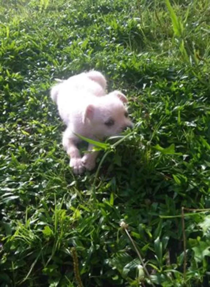 Cachorro ra a SRD idade 2 a 6 meses nome sem nome