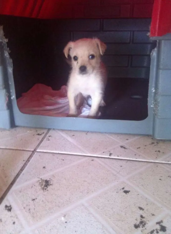 Cachorro ra a SRD idade 2 a 6 meses nome sem nome