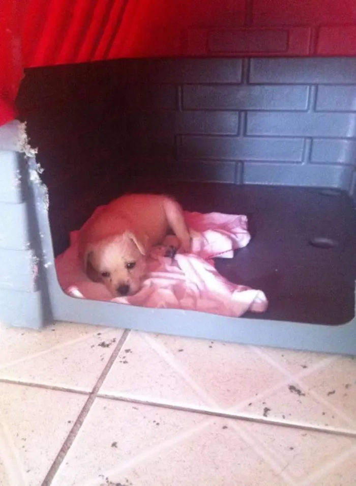 Cachorro ra a SRD idade 2 a 6 meses nome sem nome