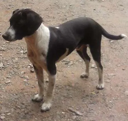 Cachorro ra a Sem raça definida idade 7 a 11 meses nome Sem nome