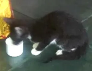 Gato raça Srd idade Abaixo de 2 meses nome Não possui