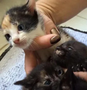 Gato raça Vira Lata idade Abaixo de 2 meses nome 4 gatos