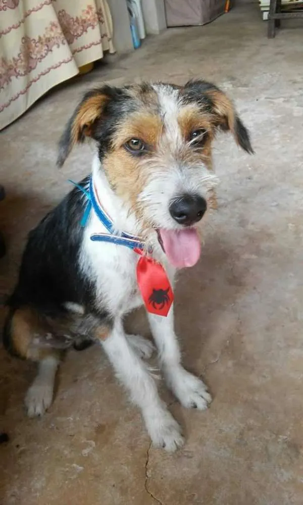 Cachorro ra a Vira-lata idade 7 a 11 meses nome Estopinha