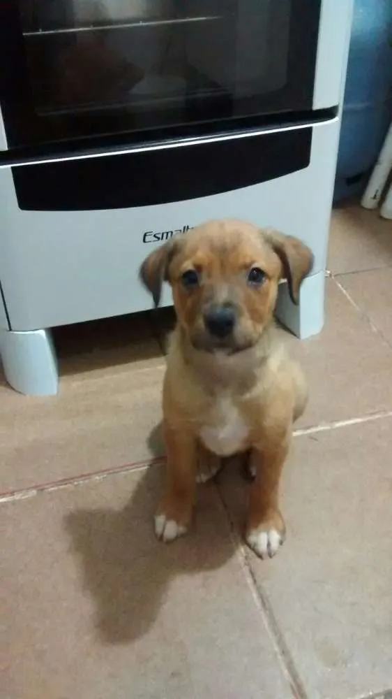 Cachorro ra a SRD idade 2 a 6 meses nome Princesa
