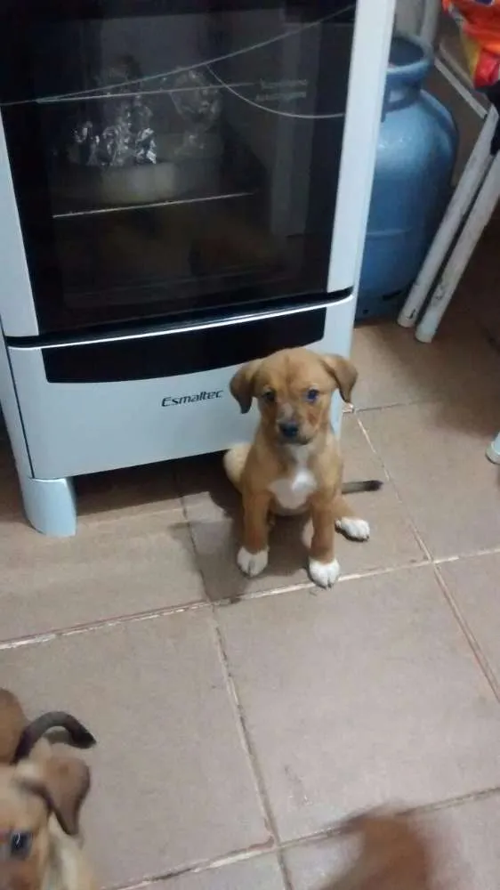 Cachorro ra a SRD idade 2 a 6 meses nome Flor