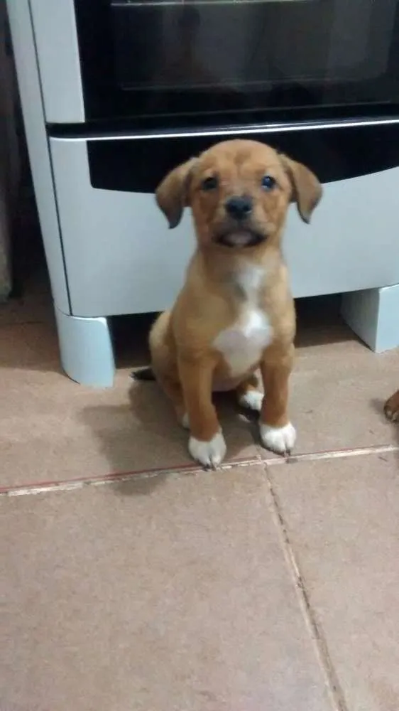 Cachorro ra a SRD idade 2 a 6 meses nome Flor