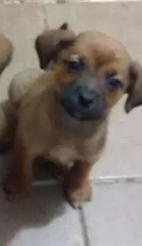 Cachorro ra a SRD idade 2 a 6 meses nome Azeitona