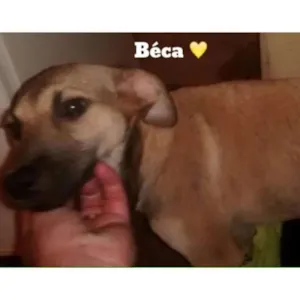 Cachorro raça SRD idade 2 a 6 meses nome Béca