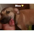 Béca