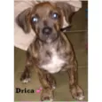 Drica