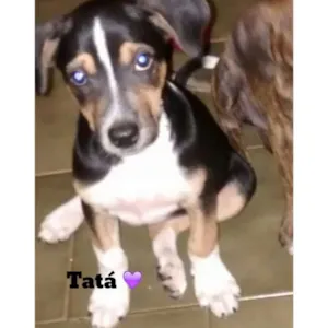 Cachorro raça SRD idade 2 a 6 meses nome Tatá