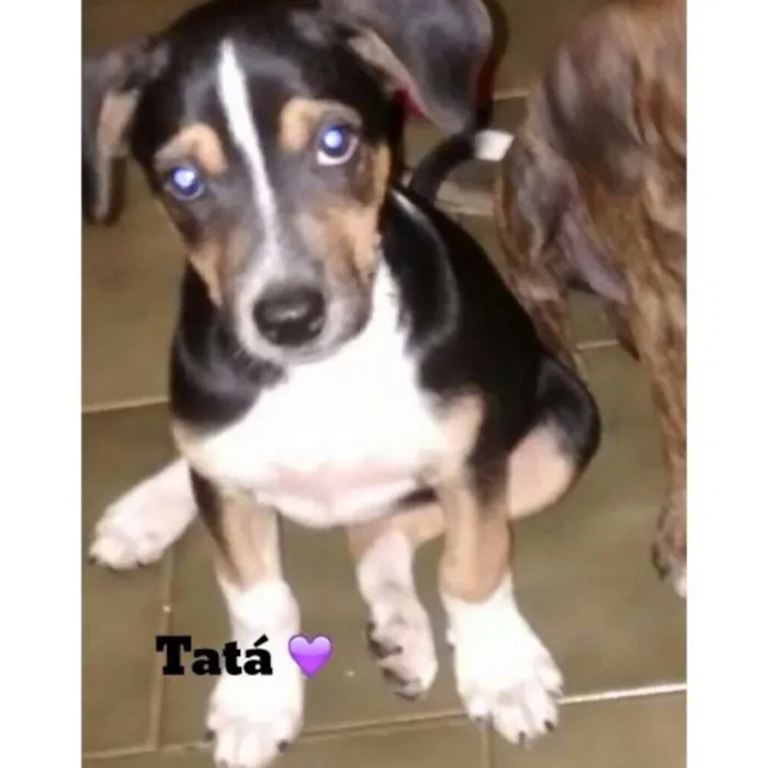 Cachorro ra a SRD idade 2 a 6 meses nome Tatá