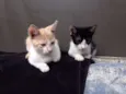 Fredinho, Vênus, Bo
