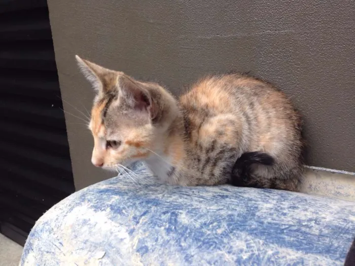Gato ra a SRD idade 2 a 6 meses nome Fredinho, Vênus, Bo