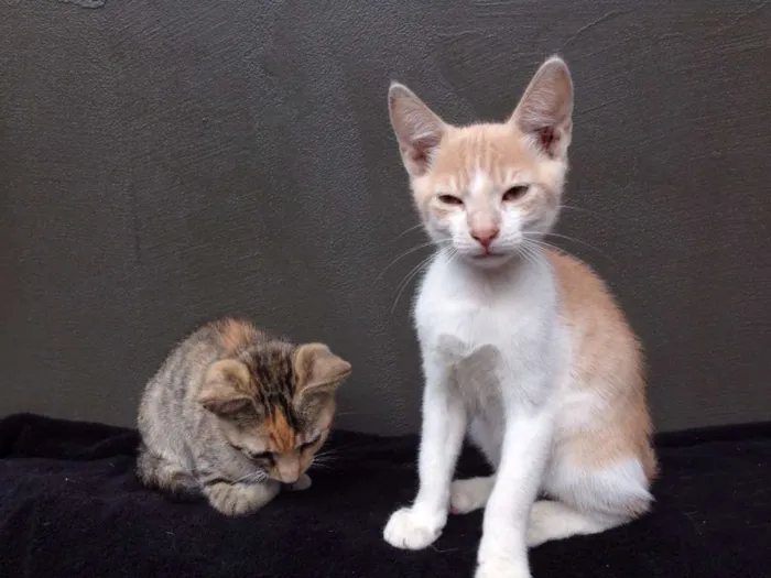 Gato ra a SRD idade 2 a 6 meses nome Fredinho, Vênus, Bo