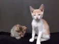 Fredinho, Vênus, Bo