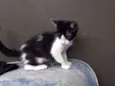 Fredinho, Vênus, Bo