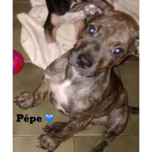 Cachorro raça SRD idade 2 a 6 meses nome Pépe