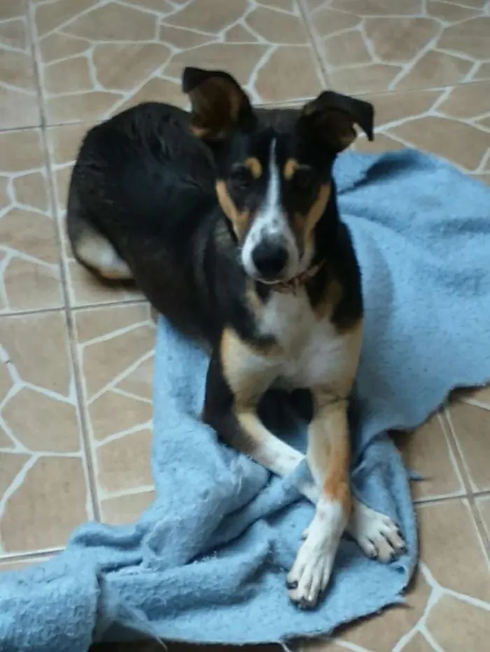 Cachorro ra a Não definida  idade 7 a 11 meses nome Baby