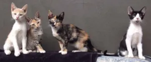 Gato raça SRD idade 2 a 6 meses nome Fredinho, Vênus, Bo