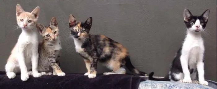 Gato ra a SRD idade 2 a 6 meses nome Fredinho, Vênus, Bo