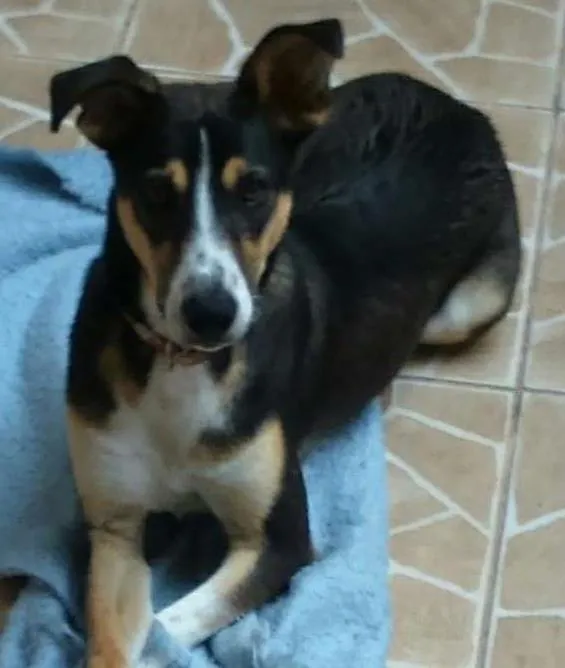 Cachorro ra a Não definida  idade 7 a 11 meses nome Baby