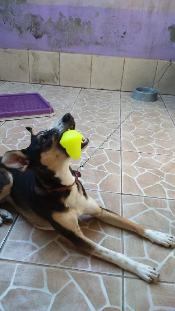 Cachorro ra a Não definida  idade 7 a 11 meses nome Baby