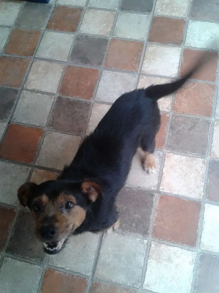 Cachorro ra a SRD idade 3 anos nome TJ