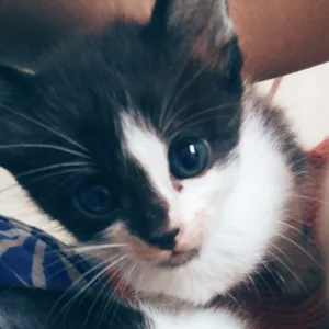 Gato raça  idade Abaixo de 2 meses nome Sem nome