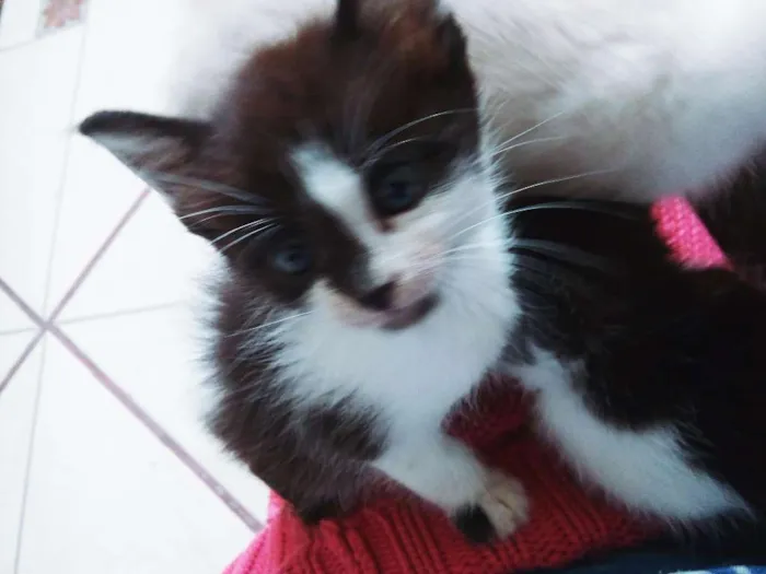 Gato ra a  idade Abaixo de 2 meses nome Sem nome