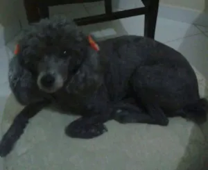 Cachorro raça Poodle idade 6 ou mais anos nome Luana