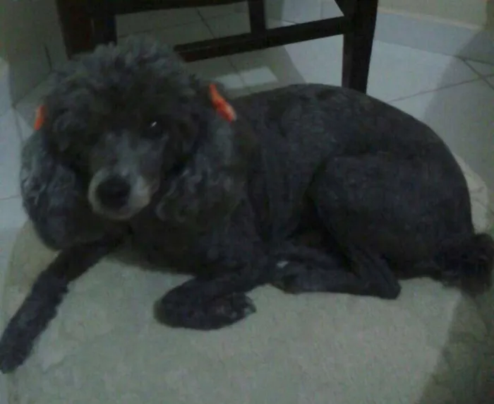 Cachorro ra a Poodle idade 6 ou mais anos nome Luana