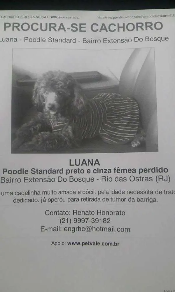 Cachorro ra a Poodle idade 6 ou mais anos nome Luana