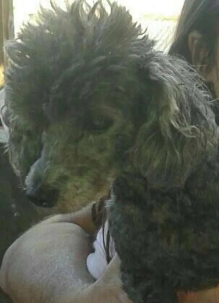 Cachorro ra a Poodle idade 6 ou mais anos nome Luana